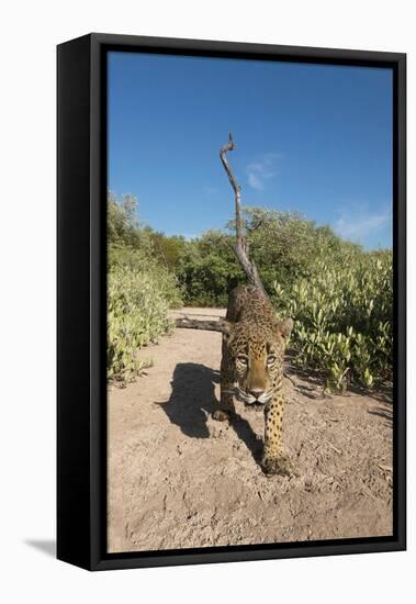 Jaguar walking along a trail in La Papalota, Mexico-Alejandro Prieto-Framed Premier Image Canvas