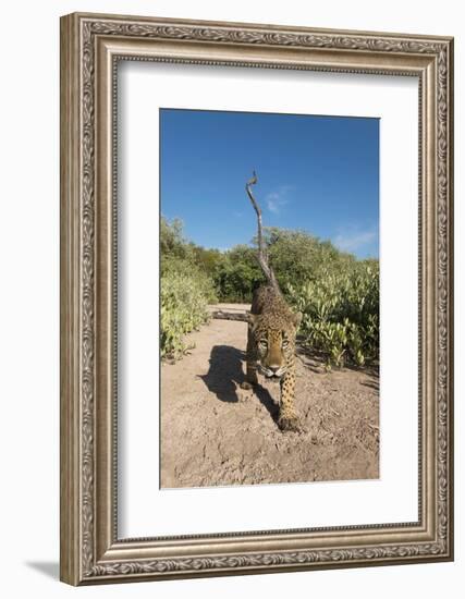 Jaguar walking along a trail in La Papalota, Mexico-Alejandro Prieto-Framed Photographic Print