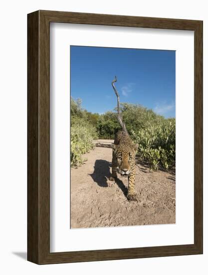 Jaguar walking along a trail in La Papalota, Mexico-Alejandro Prieto-Framed Photographic Print