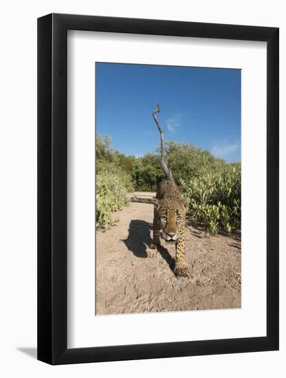 Jaguar walking along a trail in La Papalota, Mexico-Alejandro Prieto-Framed Photographic Print