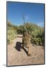 Jaguar walking along a trail in La Papalota, Mexico-Alejandro Prieto-Mounted Photographic Print