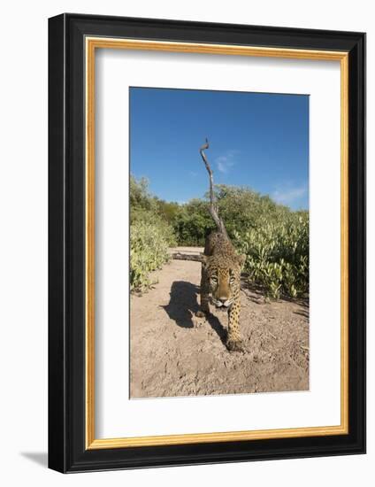 Jaguar walking along a trail in La Papalota, Mexico-Alejandro Prieto-Framed Photographic Print