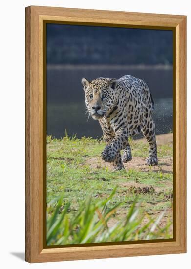 Jaguar walking along river bank, Cuiaba River, Pantanal, Brazil-Jeff Foott-Framed Premier Image Canvas