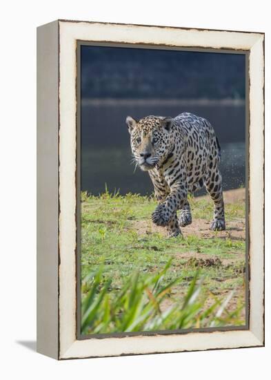 Jaguar walking along river bank, Cuiaba River, Pantanal, Brazil-Jeff Foott-Framed Premier Image Canvas