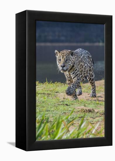 Jaguar walking along river bank, Cuiaba River, Pantanal, Brazil-Jeff Foott-Framed Premier Image Canvas