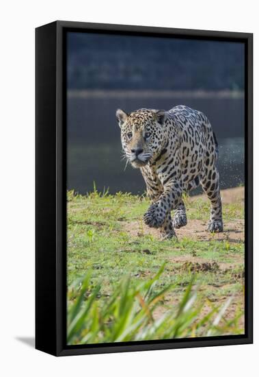 Jaguar walking along river bank, Cuiaba River, Pantanal, Brazil-Jeff Foott-Framed Premier Image Canvas