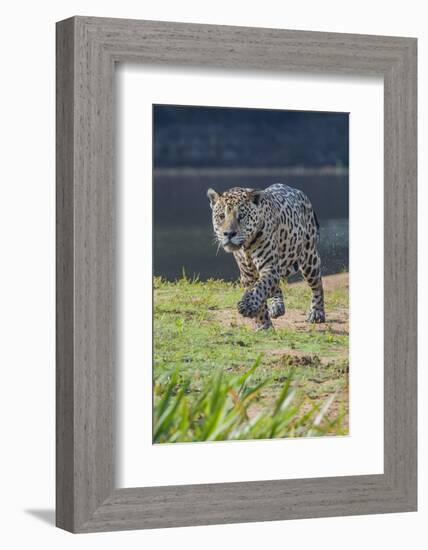 Jaguar walking along river bank, Cuiaba River, Pantanal, Brazil-Jeff Foott-Framed Photographic Print