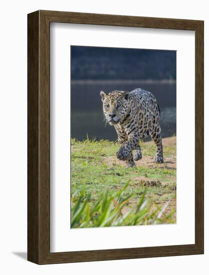 Jaguar walking along river bank, Cuiaba River, Pantanal, Brazil-Jeff Foott-Framed Photographic Print