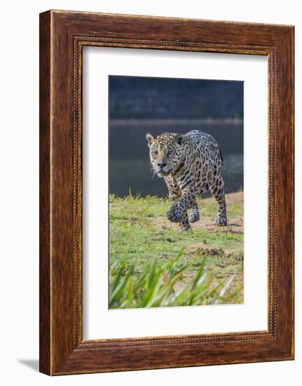 Jaguar walking along river bank, Cuiaba River, Pantanal, Brazil-Jeff Foott-Framed Photographic Print