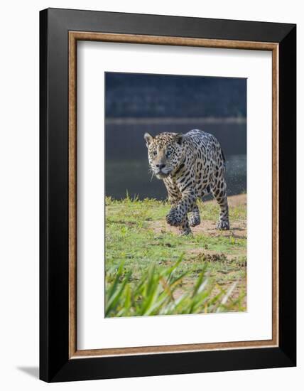 Jaguar walking along river bank, Cuiaba River, Pantanal, Brazil-Jeff Foott-Framed Photographic Print