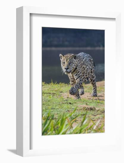 Jaguar walking along river bank, Cuiaba River, Pantanal, Brazil-Jeff Foott-Framed Photographic Print
