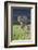 Jaguar walking along river bank, Cuiaba River, Pantanal, Brazil-Jeff Foott-Framed Photographic Print