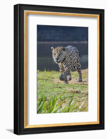 Jaguar walking along river bank, Cuiaba River, Pantanal, Brazil-Jeff Foott-Framed Photographic Print