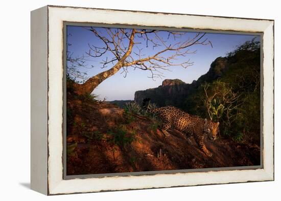 Jaguar walking over rocky hillside, Mexico-Alejandro Prieto-Framed Premier Image Canvas