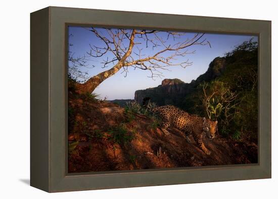 Jaguar walking over rocky hillside, Mexico-Alejandro Prieto-Framed Premier Image Canvas