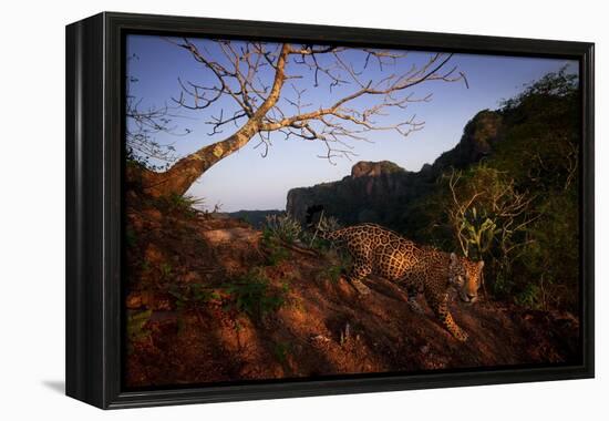 Jaguar walking over rocky hillside, Mexico-Alejandro Prieto-Framed Premier Image Canvas