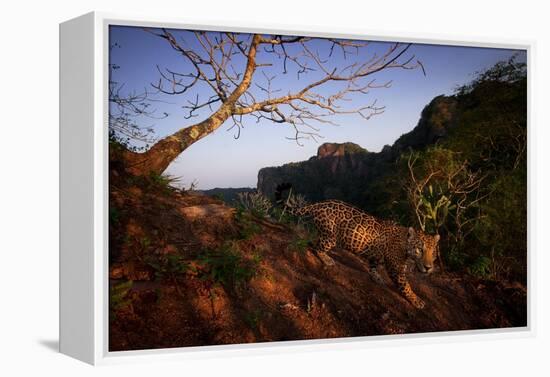 Jaguar walking over rocky hillside, Mexico-Alejandro Prieto-Framed Premier Image Canvas