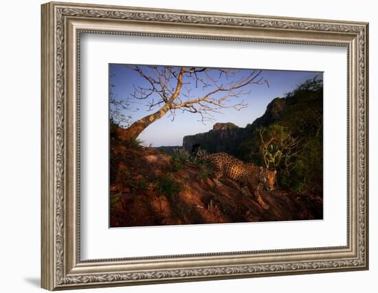 Jaguar walking over rocky hillside, Mexico-Alejandro Prieto-Framed Photographic Print