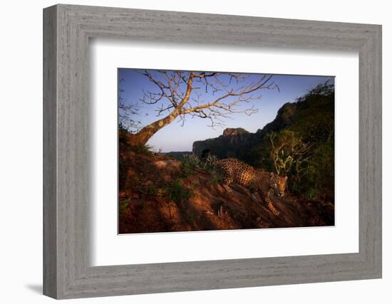 Jaguar walking over rocky hillside, Mexico-Alejandro Prieto-Framed Photographic Print