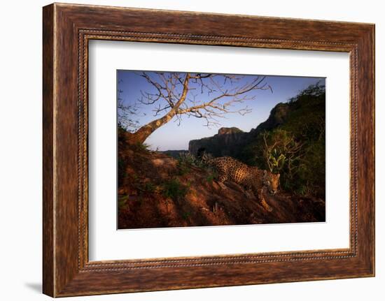 Jaguar walking over rocky hillside, Mexico-Alejandro Prieto-Framed Photographic Print