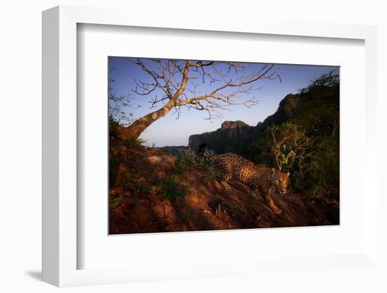 Jaguar walking over rocky hillside, Mexico-Alejandro Prieto-Framed Photographic Print