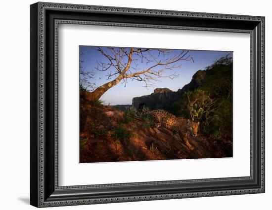 Jaguar walking over rocky hillside, Mexico-Alejandro Prieto-Framed Photographic Print