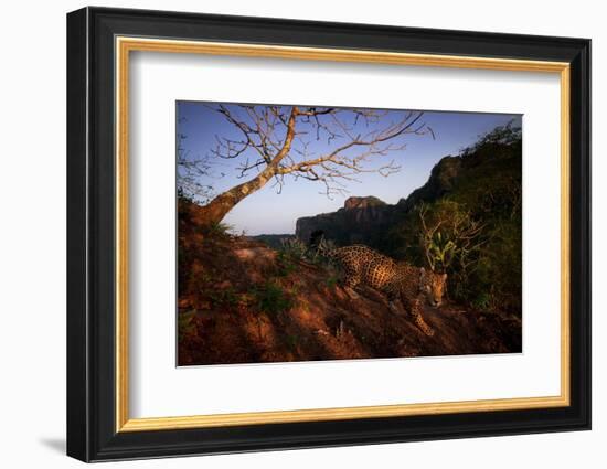 Jaguar walking over rocky hillside, Mexico-Alejandro Prieto-Framed Photographic Print