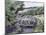 Jaguar Xk150 Cruising-Clive Metcalfe-Mounted Giclee Print