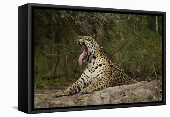 Jaguar Yawning-MaryAnn McDonald-Framed Premier Image Canvas