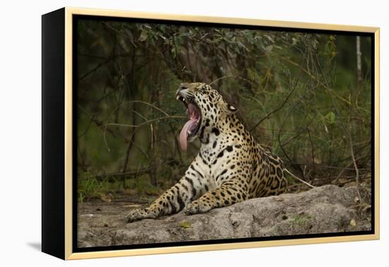 Jaguar Yawning-MaryAnn McDonald-Framed Premier Image Canvas