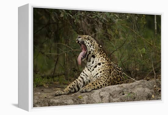 Jaguar Yawning-MaryAnn McDonald-Framed Premier Image Canvas