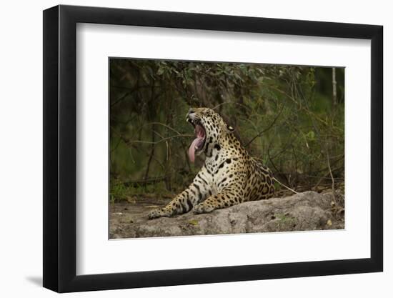 Jaguar Yawning-MaryAnn McDonald-Framed Photographic Print