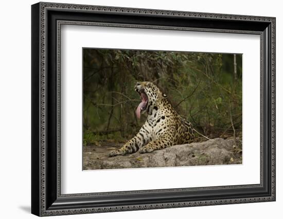 Jaguar Yawning-MaryAnn McDonald-Framed Photographic Print