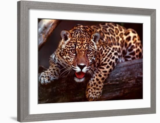 Jaguar-Gerry Ellis-Framed Art Print