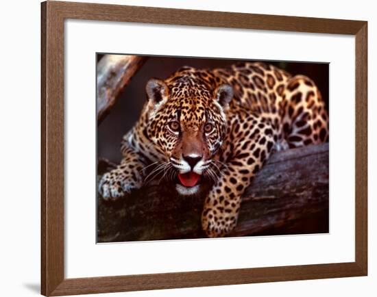 Jaguar-Gerry Ellis-Framed Art Print