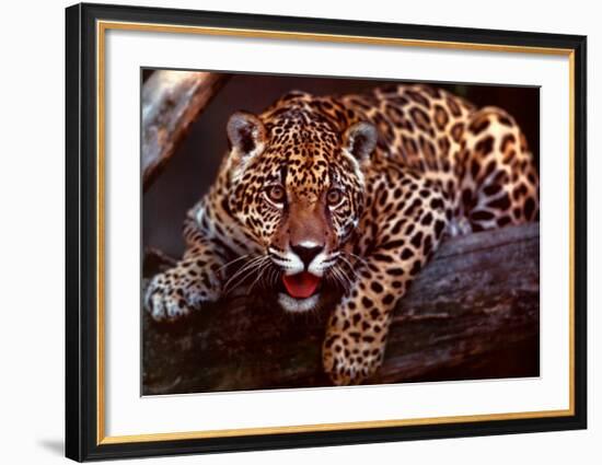 Jaguar-Gerry Ellis-Framed Art Print