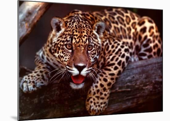 Jaguar-Gerry Ellis-Mounted Art Print