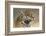 Jaguar-Kalon Baughan-Framed Art Print