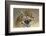 Jaguar-Kalon Baughan-Framed Art Print