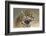 Jaguar-Kalon Baughan-Framed Art Print