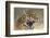 Jaguar-Kalon Baughan-Framed Art Print