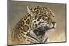 Jaguar-Kalon Baughan-Mounted Art Print