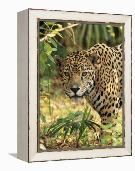 Jaguar-null-Framed Premier Image Canvas