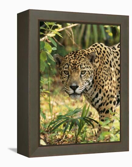 Jaguar-null-Framed Premier Image Canvas