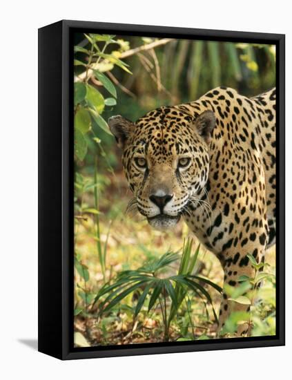 Jaguar-null-Framed Premier Image Canvas