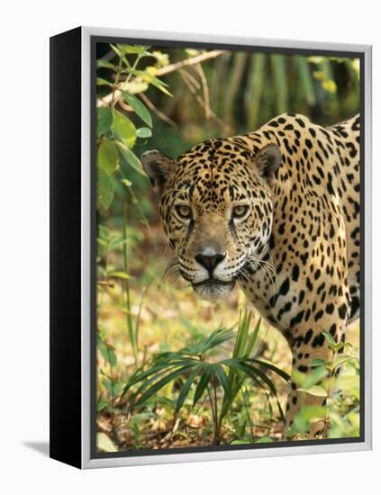 Jaguar-null-Framed Premier Image Canvas