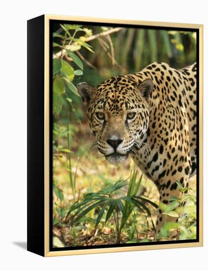 Jaguar-null-Framed Premier Image Canvas