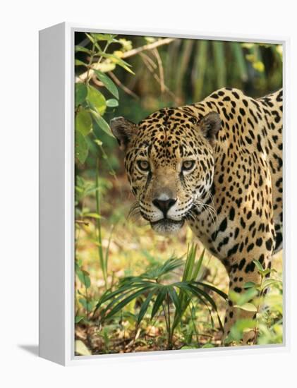 Jaguar-null-Framed Premier Image Canvas