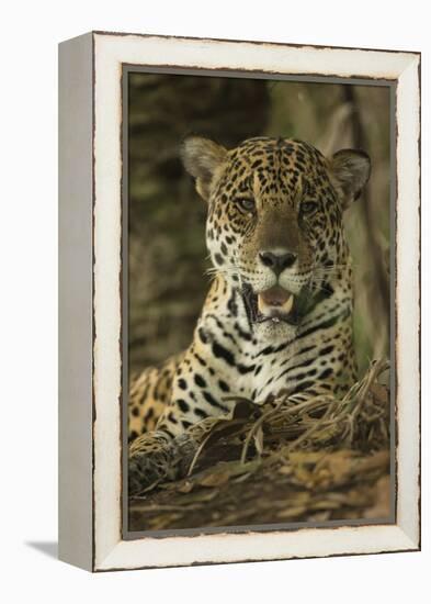 Jaguar-Joe McDonald-Framed Premier Image Canvas