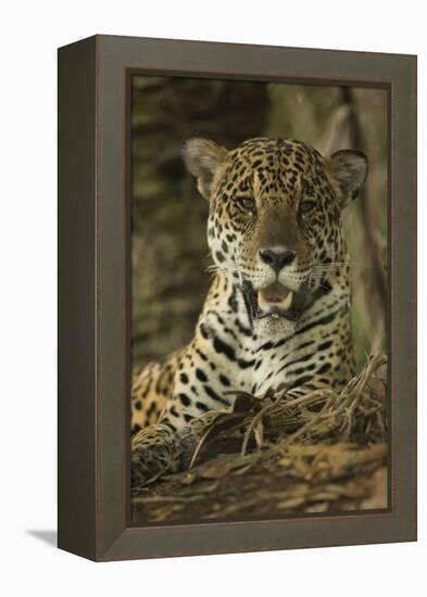 Jaguar-Joe McDonald-Framed Premier Image Canvas